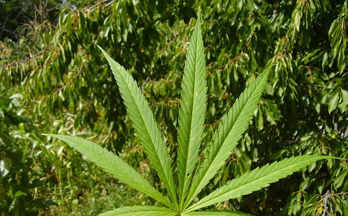 Több száz marihuánát találtak Szegeden